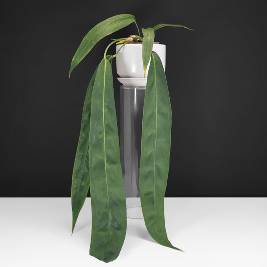 Anthurium Wendlingeri