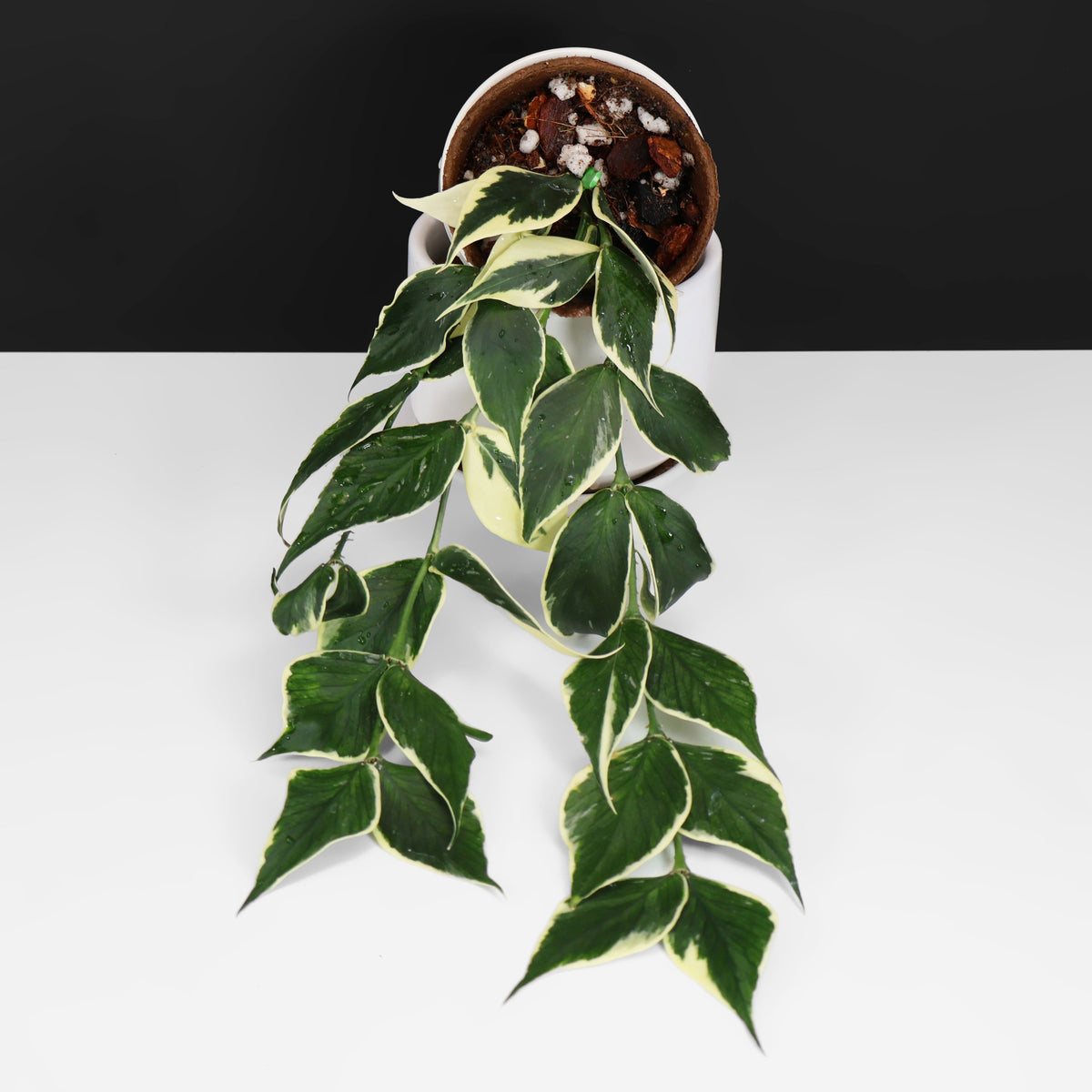 Hoya Polyneura Albomarginata