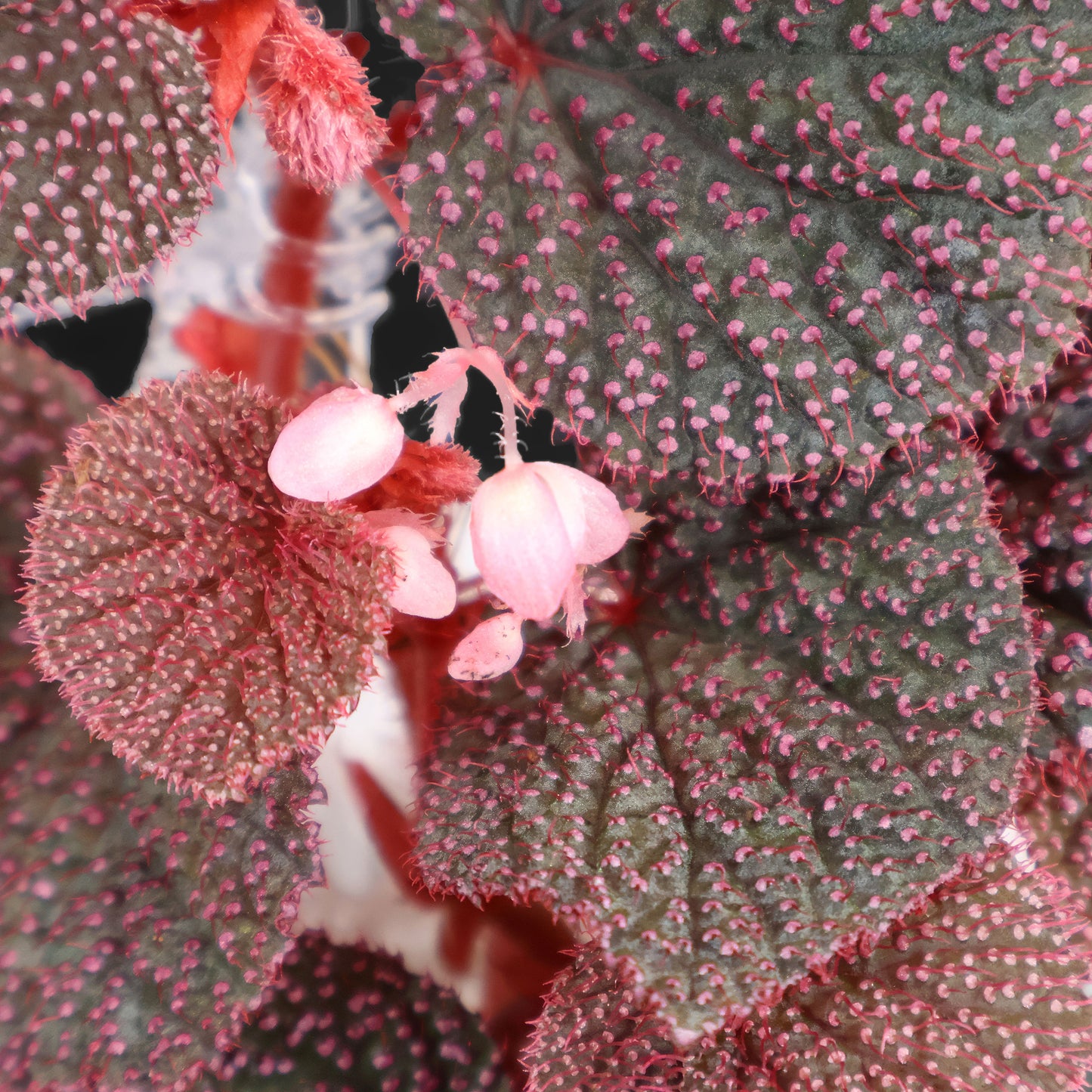 Begonia "Pink Urchin"