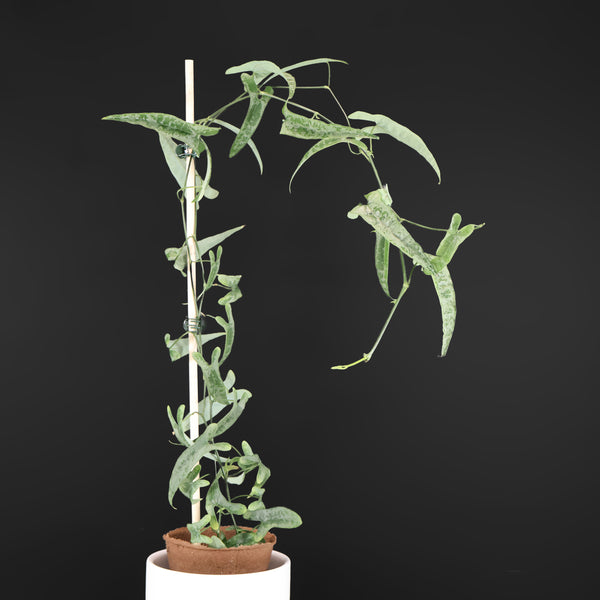Monstera Jungle Mint (sin TC)