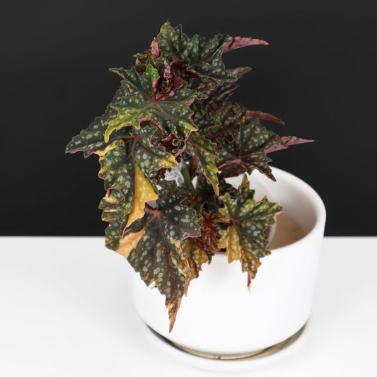 Begonia Izumo no Kiraboshi Variegated