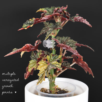 Begonia Izumo no Kiraboshi Variegated