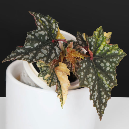 Begonia Izumo no Kiraboshi Variegated