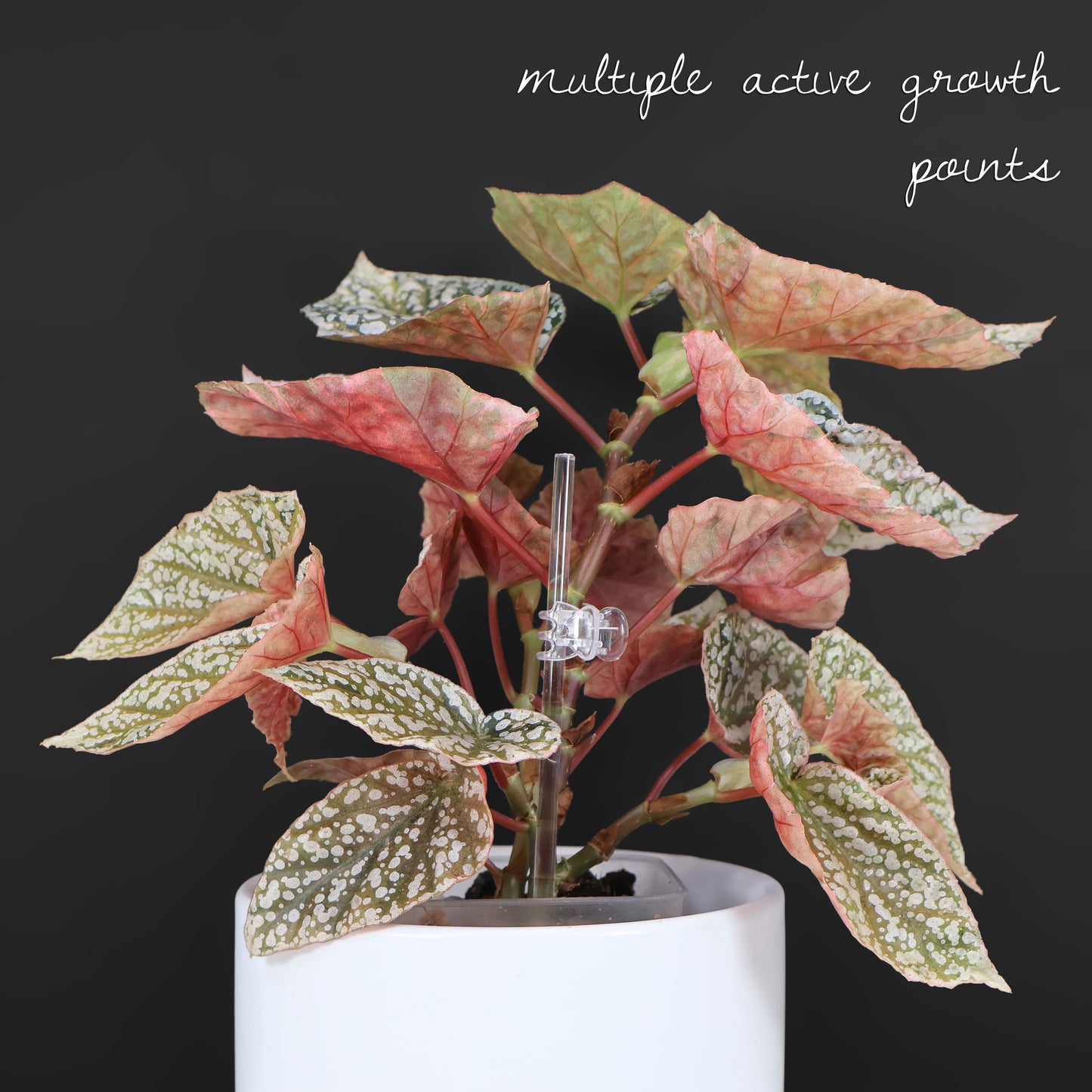 Begonia Snow Capped Variegated