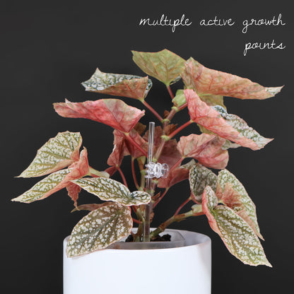 Begonia Snow Capped Variegated
