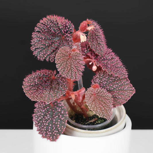 Begonia "Pink Urchin"