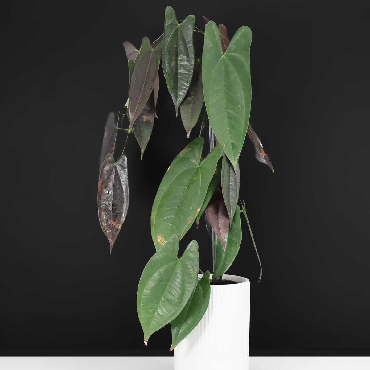 Dioscorea sp. Black Ecuador