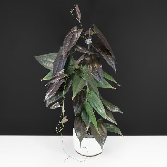 Dioscorea sp. Black Ecuador