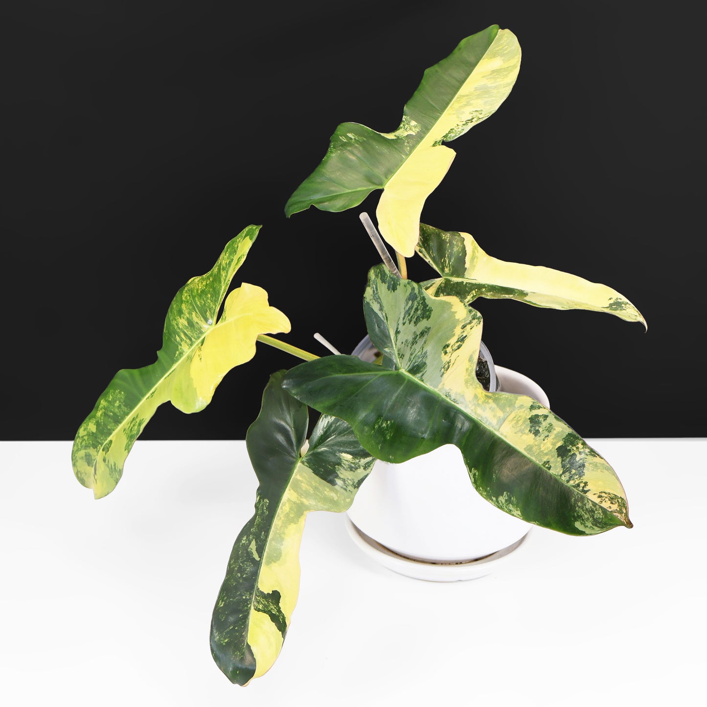 Philodendron "Brown Beauty"