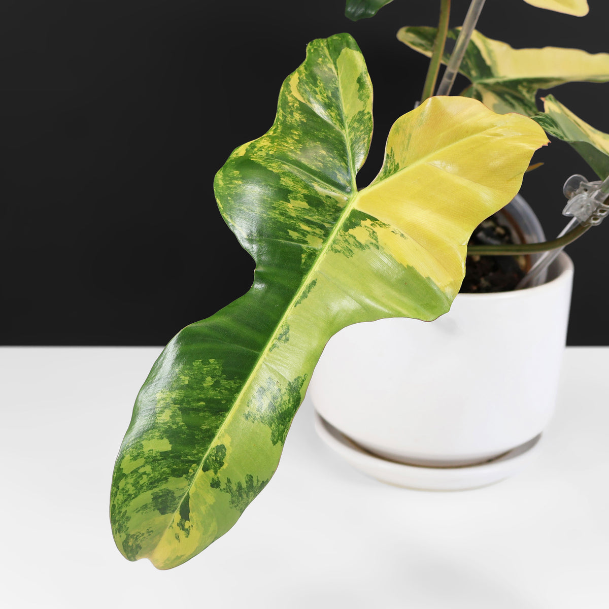 Philodendron "Brown Beauty"