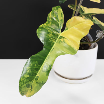 Philodendron "Brown Beauty"