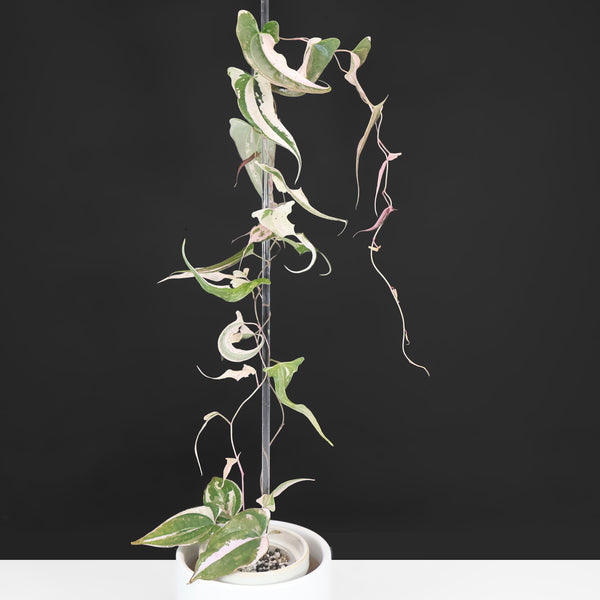 Dioscorea Garrettii "Crystal"