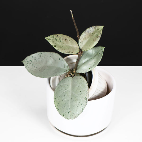Monstera Jungle Mint (sin TC)