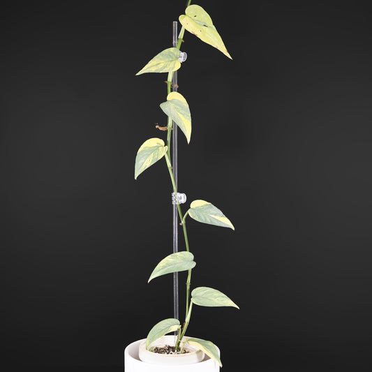 Epipremnum Pinnatum Cebu Blue Variegated
