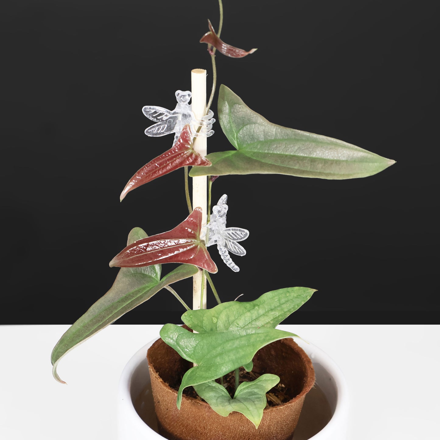 Monstera Jungle Mint (sin TC)