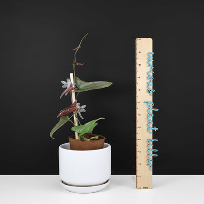 Monstera Jungle Mint (sin TC)
