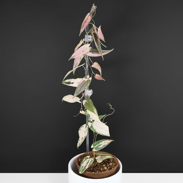 Dioscorea Filiformis "Gamma Ray"