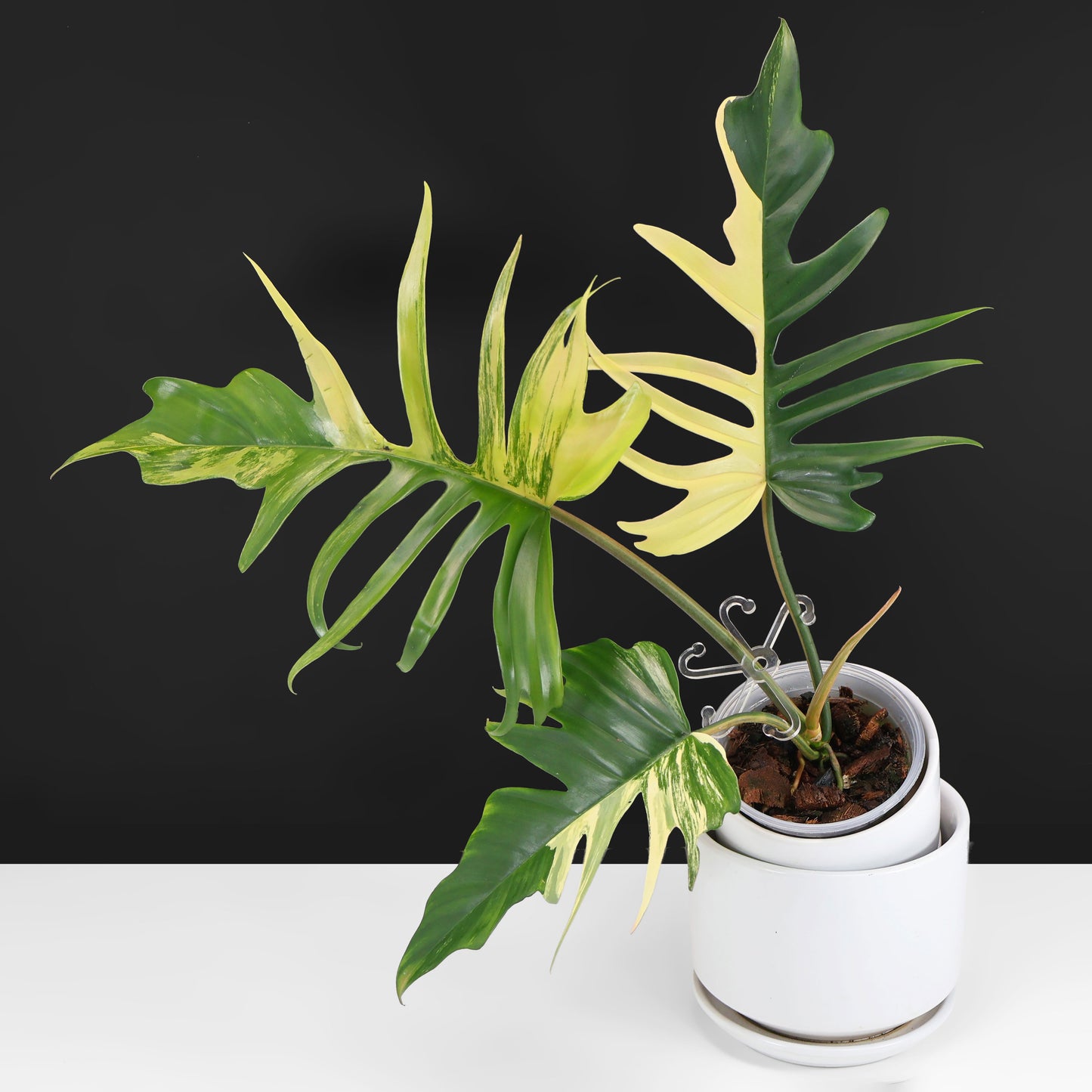 Philodendron Florida Beauty x Tortum