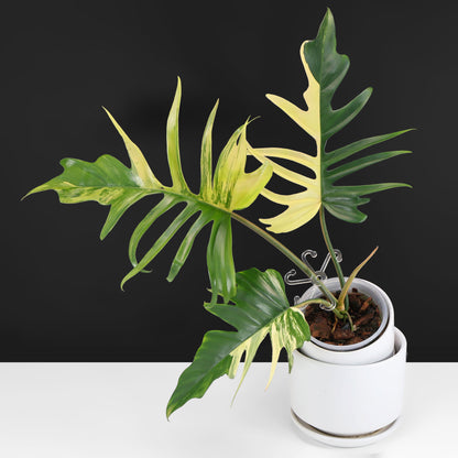 Philodendron Florida Beauty x Tortum