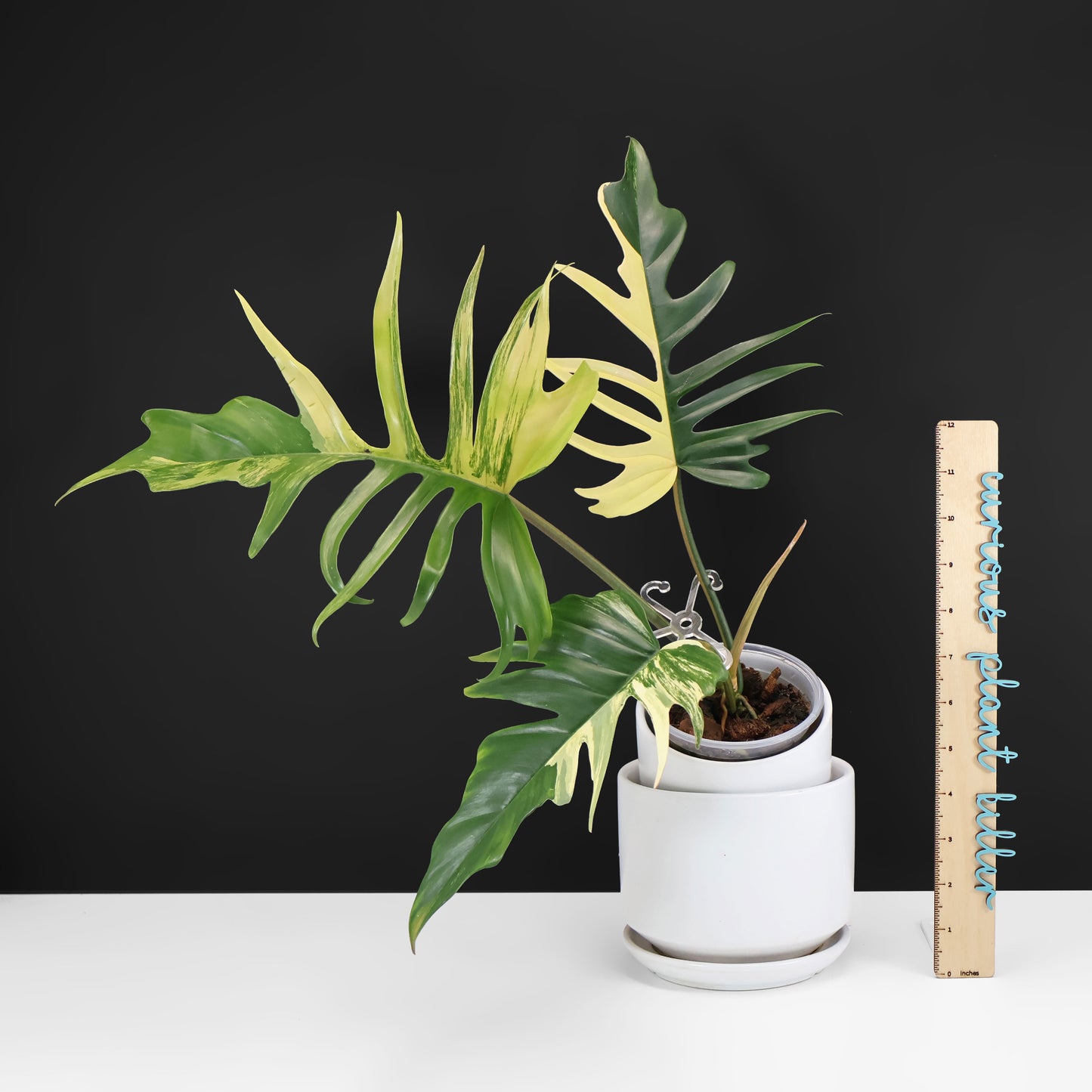 Philodendron Florida Beauty x Tortum