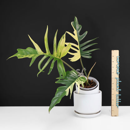 Philodendron Florida Beauty x Tortum