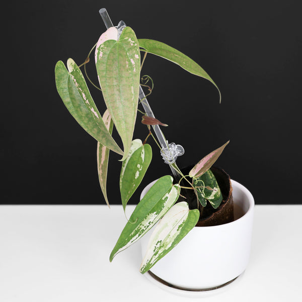 Monstera Jungle Mint (sin TC)