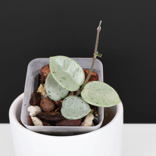 Hoya Mathilde "Grey Fairy"