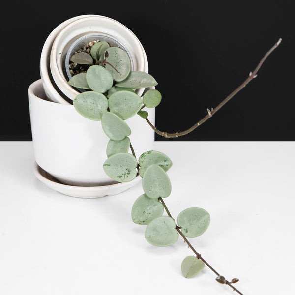 Monstera Jungle Mint (sin TC)