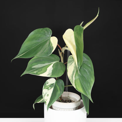 Philodendron Heartleaf Albo Variegated