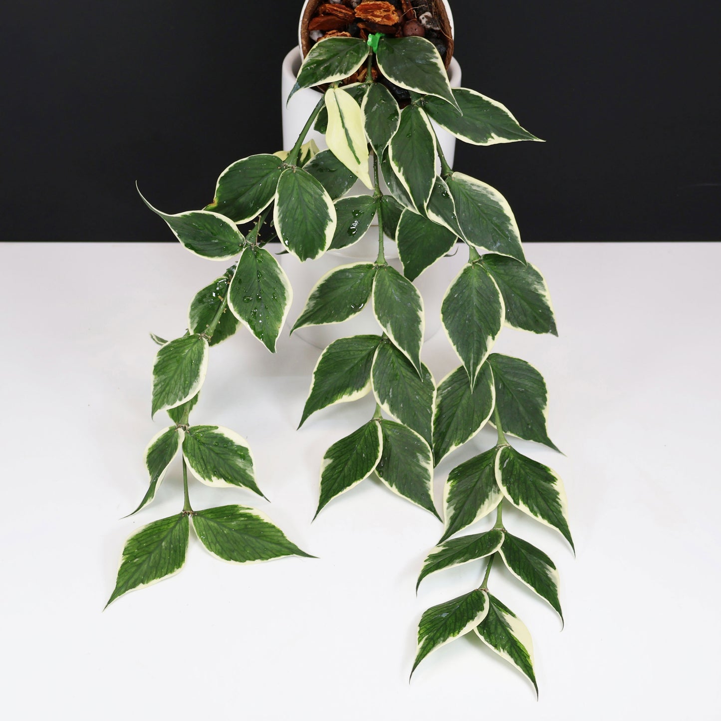 Monstera Jungle Mint (sin TC)