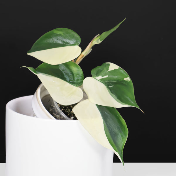 Monstera Jungle Mint (sin TC)