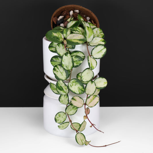 Hoya Mathilde Inner Var.
