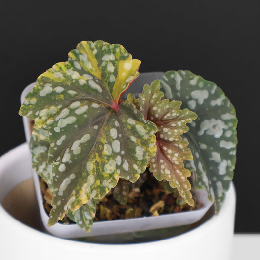 Begonia Izumo no Kiraboshi