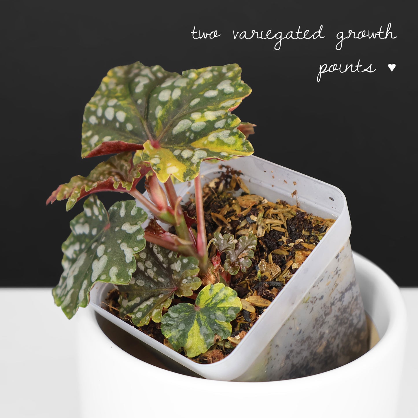 Begonia Izumo no Kiraboshi