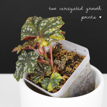 Begonia Izumo no Kiraboshi