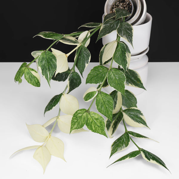 Hoya Polyneura "Jasminka"