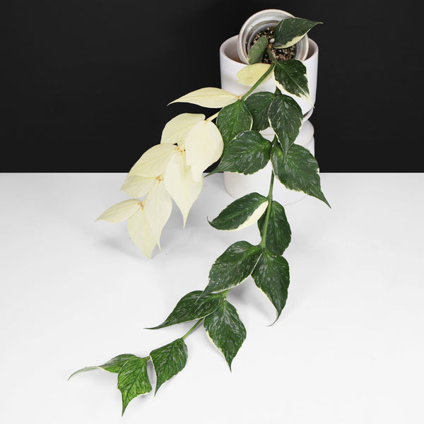 Monstera Jungle Mint (sin TC)