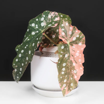 Begonia Maculata Pink Varietgated