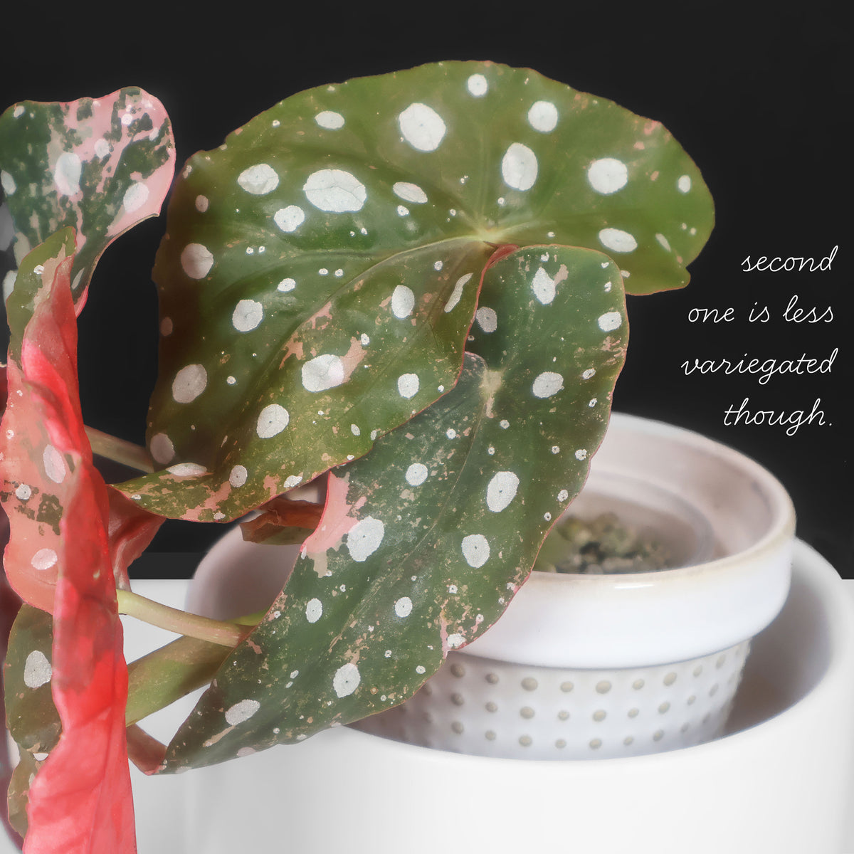 Begonia Maculata Pink Varietgated