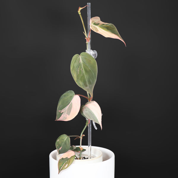 Monstera Jungle Mint (sin TC)