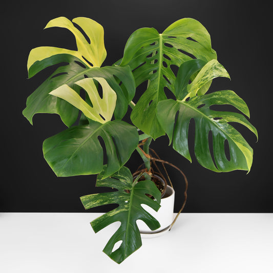 Monstera Aurea (Marmorata)