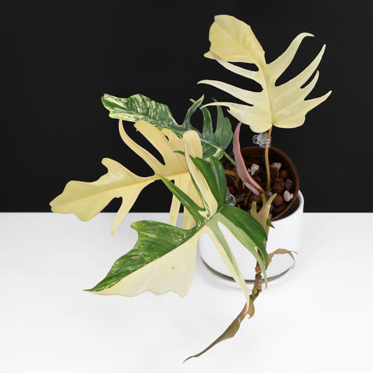 Philodendron Florida Beauty x Tortum