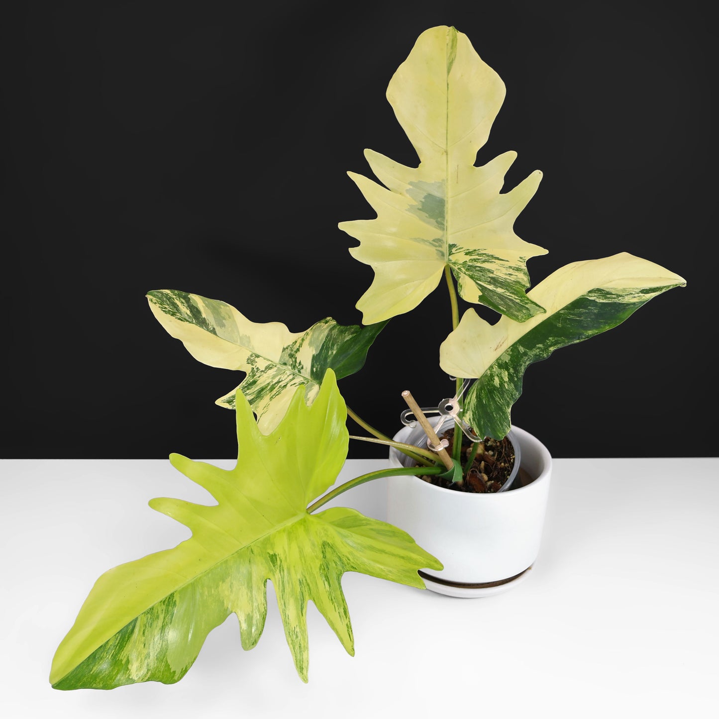 Philodendron Florida Beauty x Mayoi