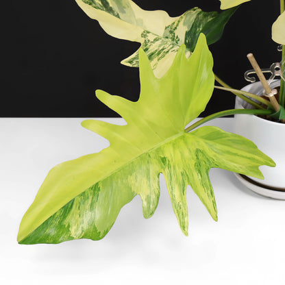 Philodendron Florida Beauty x Mayoi