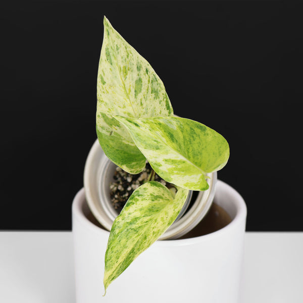 Epipremnum Aureum "Prettyboy"