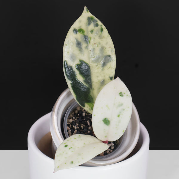 Hoya Carnosa Madara "Snow Angel"