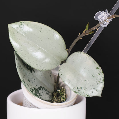 Hoya Carnosa TPQ-030 "Stardust" Silver