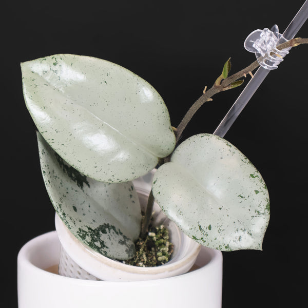 Hoya Carnosa TPQ-030 "Stardust" Silver