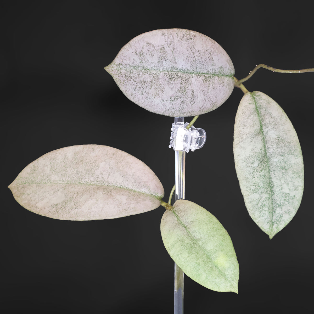Hoya Mitrata Silver (sp. Buntok)