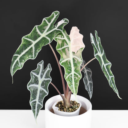 Alocasia Amazonica Pink (Corm-Grown)